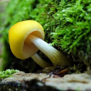Mushroom—Mito enjoy