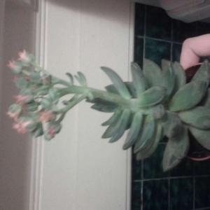 I need help identifying this succulent. I've had it for half a year and it has recently made a cluster of coral coloured bell-shaped flowers. I bought it in a set of 3 and none had tags. If you have any idea I'd love to know as I'd quite like to propagate but I don't know if pulling leaves will work :) thx