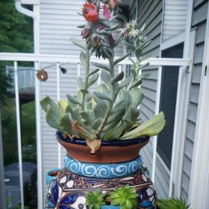 Echeveria Runyonii or Topsy Turvy has 3 stalks of blooms. The one on top of the pot.