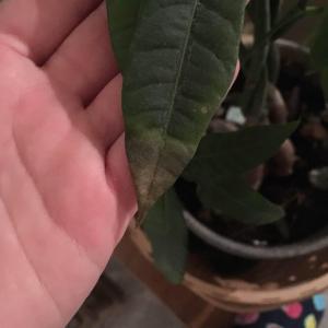 Anyone know why some of the leaves on my money tree are going brown?