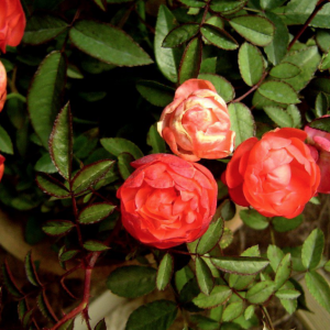  #钻石玫瑰#  的 #养殖技巧#  喜温暖湿润和阳光充足、空气流通的环境,忌阴暗潮湿和通风不良,有一定的耐寒力,适宜在疏松肥沃、含腐殖质丰富,且排水透气性良好的中性土壤中生长。钻石玫瑰不仅是花期绵长、芬芳色艳的观赏花卉，而且是一味良药哦。