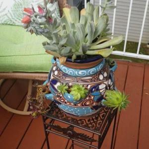 Echeveria Runyonii or Topsy Turvy has 3 stalks of blooms. The one on top of the pot.