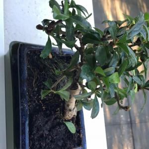 这个盆栽叫什么名字？ 老外只告诉 是盆栽bonsai