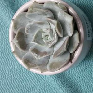 what kind of Echeveria succulent is this?