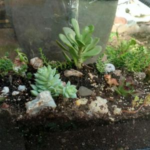 Would anyone happen to know what species of catctus and the strange oval leaf succulent in my terrarium are?