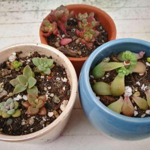 Here are our propagation efforts!