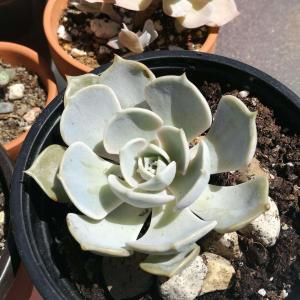 Help me identify these Echeverias, please. The first two are glaucous (powdery).