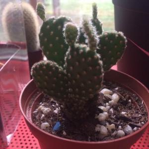 What type of opuntia is this?