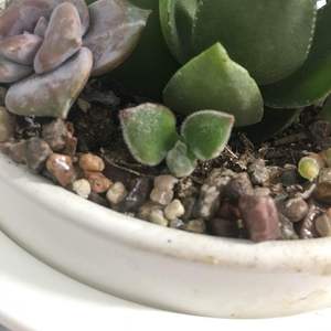 I got some new succulents yesterday, but I’m not entirelu sure what species they are. I attached some pictures here, so if anybody knows what kind they are, it would be appreciated.