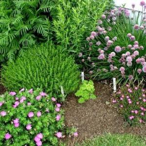 Growing Evergreen Herbs: Information On Evergreen Herbs To Plant In Gardens