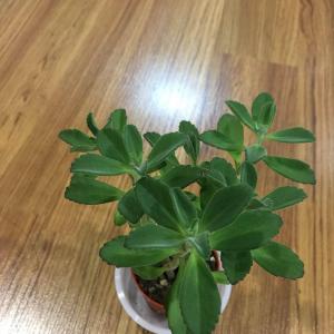 Id of this plant ?
Thank you .