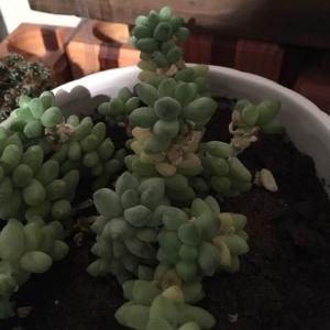 Does anyone know why my pieces of my donkeys tail are turning yellow and falling off? Do they need water?