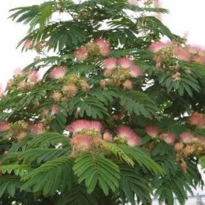 #Albizia   julibrissin, commonly called mimosa or silk tree, is a fast-growing, small to medium sized, deciduous tree that typically grows in a vase shape to 20-40’ tall with a spreading, often umbrella-like crown.