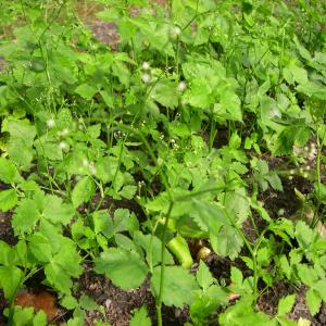Mitsuba Plant Info: Learn About Growing Japanese Parsley