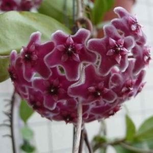  #Hoya   carnosa is a fast-grower. You can prune back long vines if you want to keep it compact. The best time to prune is early spring, before Hoyas start their most vigorous time of growth.