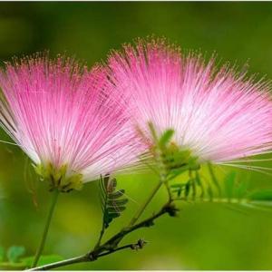  #Albizia   julibrissin, commonly called mimosa or silk tree, is a fast-growing, small to medium sized, deciduous tree that typically grows in a vase shape to 20-40’ tall with a spreading, often umbrella-like crown.