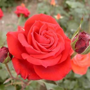 Rosa chinensis, known commonly as the China Rose or Chinese rose,is a member of the genus Rosa native to Southwest China in Guizhou, Hubei, and Sichuan Provinces.