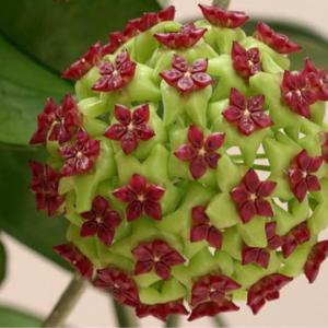  #Hoya   carnosa is a fast-grower. You can prune back long vines if you want to keep it compact. The best time to prune is early spring, before Hoyas start their most vigorous time of growth.