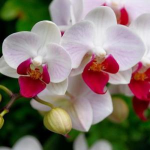 Cuidado de Orquídeas (2)