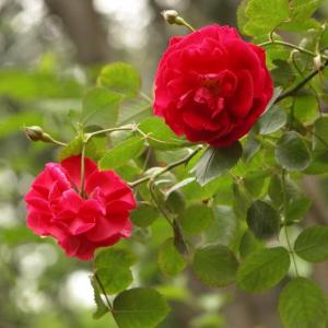 Rosa chinensis, known commonly as the China Rose or Chinese rose,is a member of the genus Rosa native to Southwest China in Guizhou, Hubei, and Sichuan Provinces.