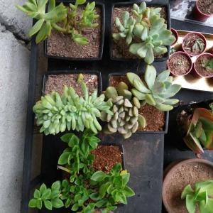 i dont know the names of all of these succulents