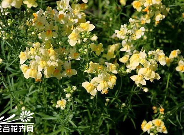 リナリア 姫金魚草 花言葉 由来 意味 笼岛 みどり Garden Manage 植物の世話 プサディーの庭 花