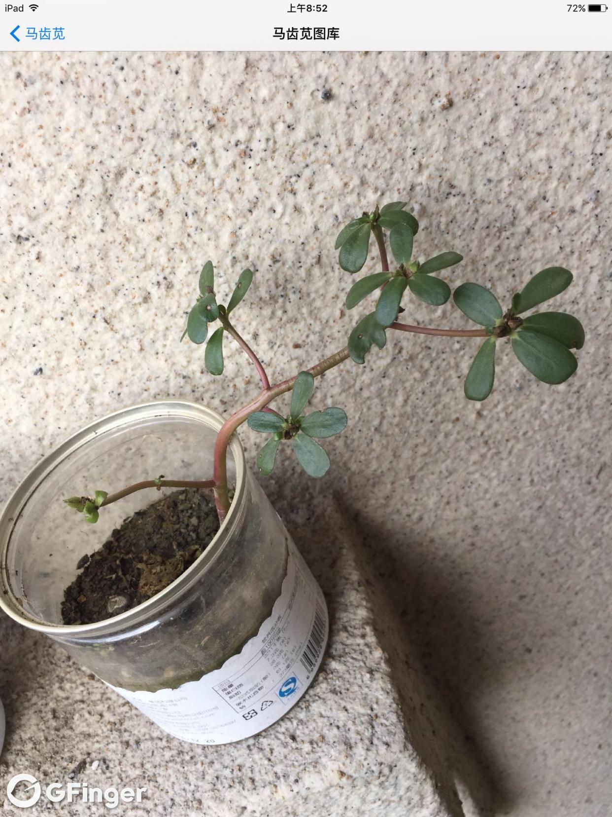Just an ordinary portulaca which has smooth stems and leaves .What's more,it also couldn't bloom flowers.Don't worry about it.