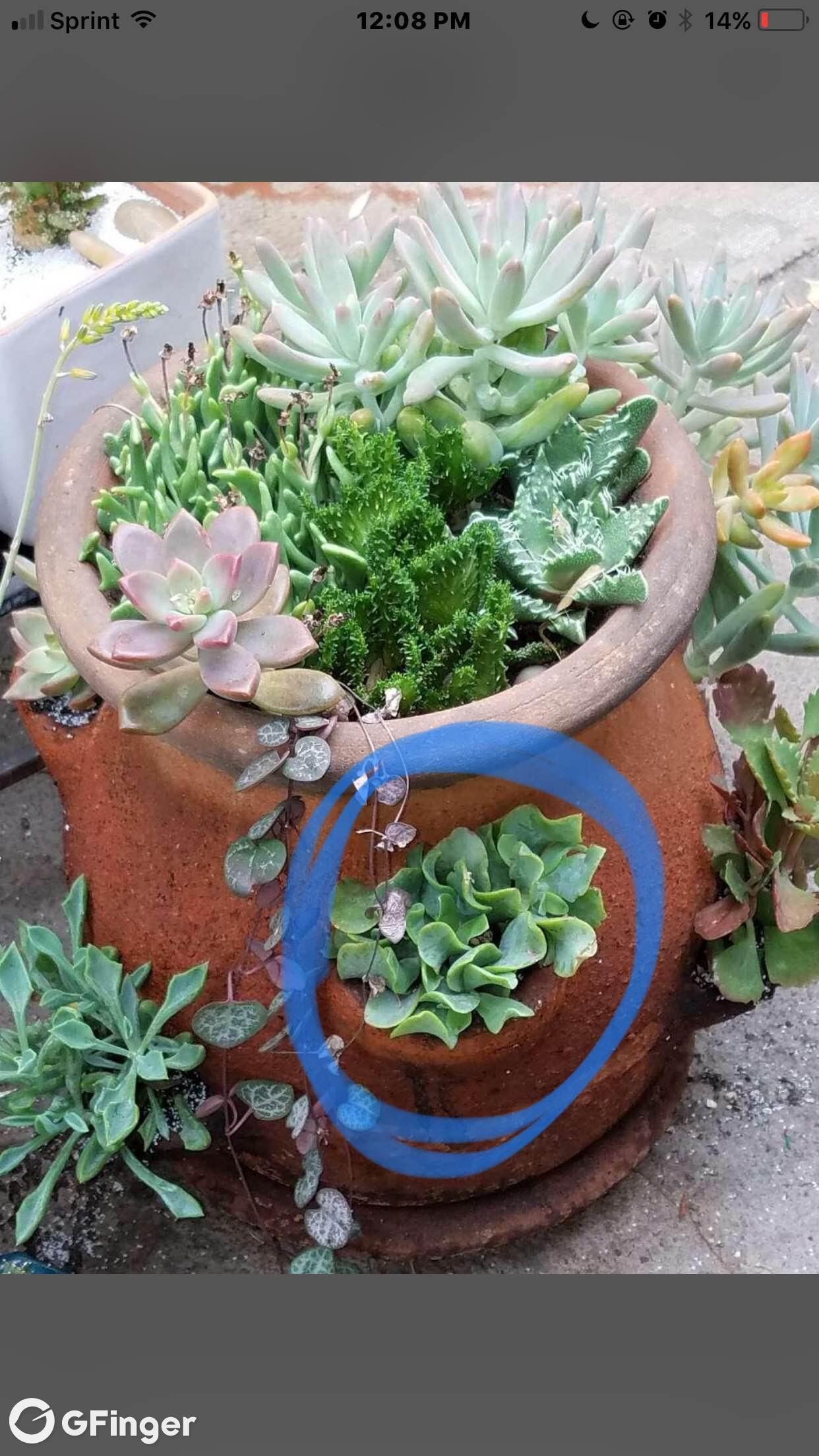 What is the name/species of this plant ? i screenshotted yours & circled it in blue 🙂