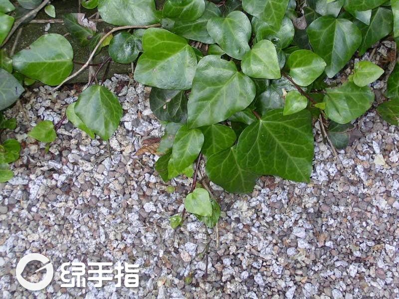 常春藤的一种。拉丁名字是Hedera pastuchowii（Pastuchov's ivy）。原产于高加索。