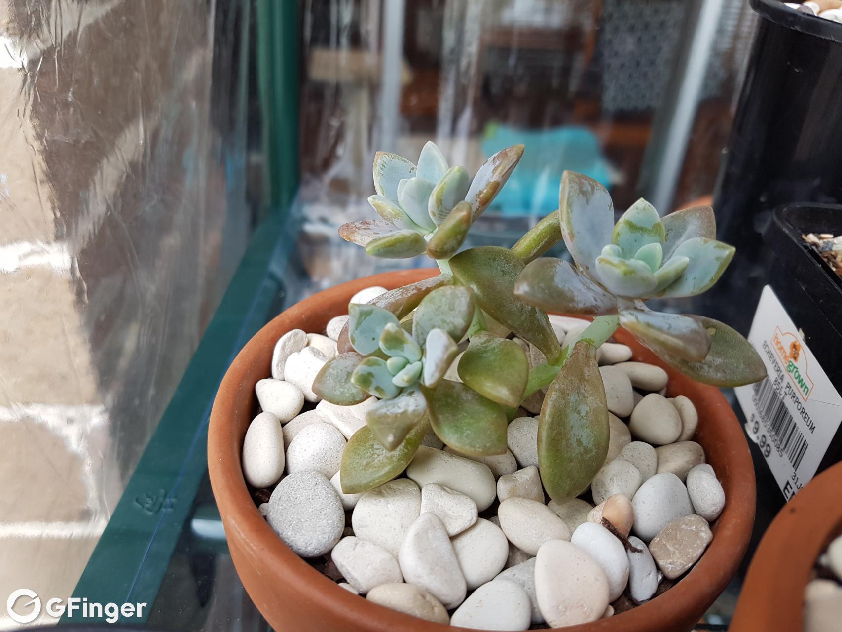 Sorry I didn't realise the picture wasn't clear! Do you know what sort of graptopetalum? :) thanks.