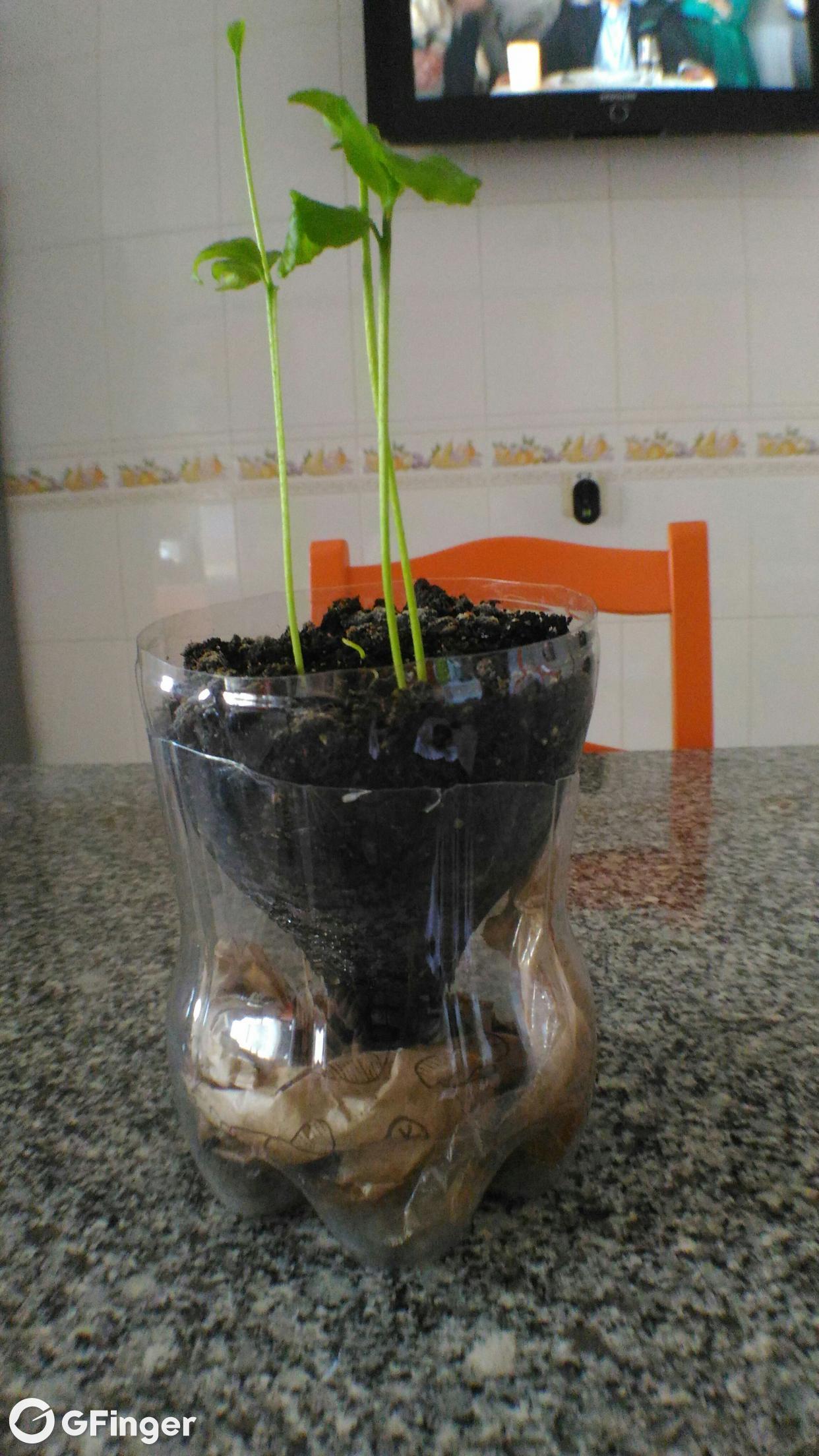 after 3 weeks planted in a botle of coke...