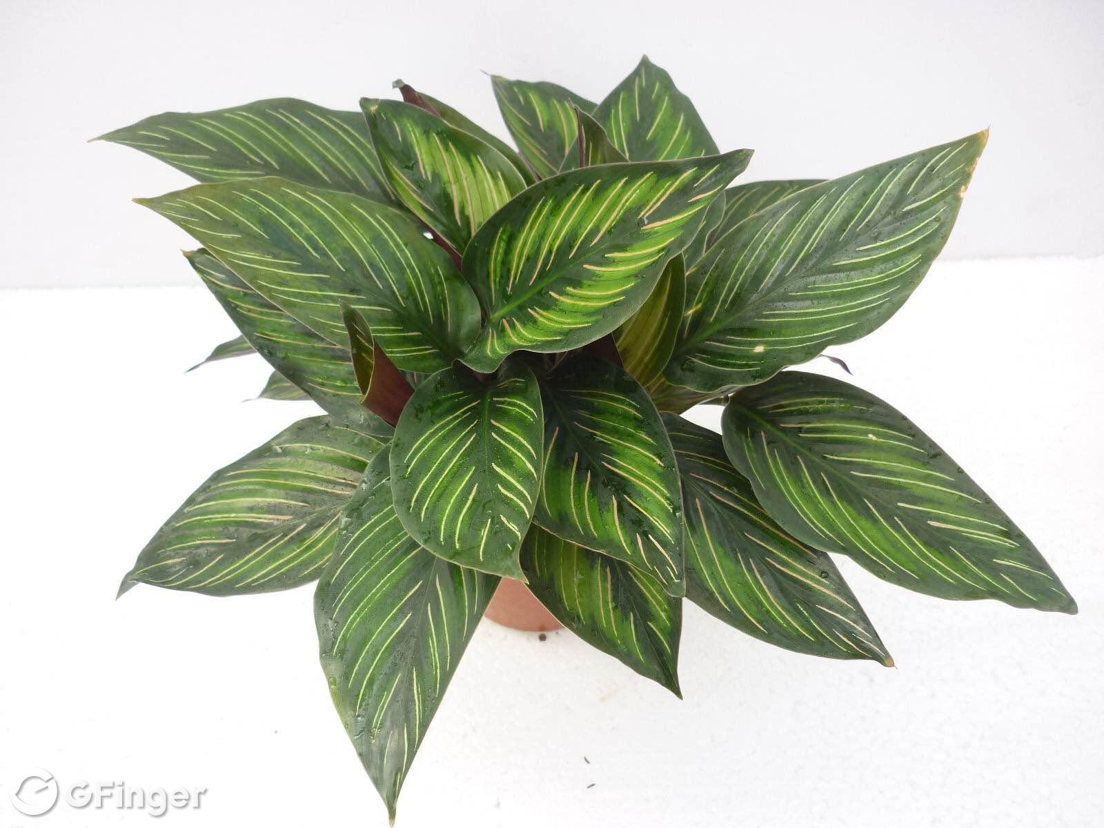 Name: Calathea 'Beauty Star'

Sunlight:  Partial Shade，No direct sunlight

Soil：Likes well lit, warm positions with moist, well-drained soil. 
 
Water：The soil should be moist, but not too much water. It requires higher air humidity. Especially when new leaves are growing. Water should always be sprayed onto the plant. 
 
Temperature: 20-30 ℃ is suitable for growth。Higher than 35 ℃ or below 7 ℃, the plant will stop growing. The winter temperature must not less than 13 ℃.

Fertilizer：Apply a slow release fertilizer regularly.

Better place：Perfect for indoor pot plants or in a shady spot on the patio.