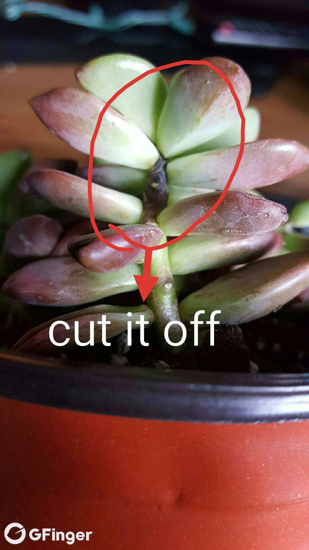 cut it off, or it will die