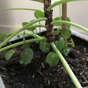 Pilea Peperomioides (Pannenkoekplant)