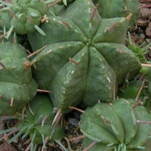名称:  #世蟹丸  
英文名：Euphorbia pulvinata 
科:  #大戟科  
属:  #大戟属  
种植难度:  #容易  
生长季:  #夏型种  
市场价格:  #普货  
