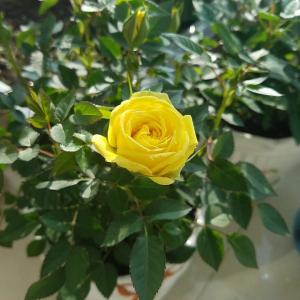 我新添加了一棵“迷你黄玫瑰”到我的“花园”