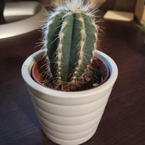 Kaktusz (Chamaecereus Silvestrii)