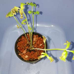 Pelargonium dolomiticum 香叶洋葵