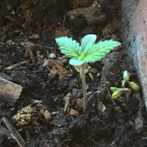 I Nuevo agregado un La marijuana en mi jardín