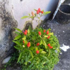 我新添加了一棵“五彩椒”到我的“花园”