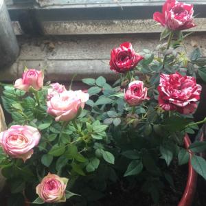 我新添加了一棵“双色玫瑰-金谷”到我的“花园”