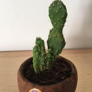  #cactus  