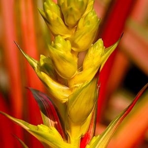 Name: Guzmania zahnii
Latin: Guzmania zahnii
Origin: South America
Plant height: 40 - 70 cm
Reproduction:  #Layering  
Difficulty level:  #Easy  
Tags:  #SouthAmerica   #Guzmaniazahnii  

