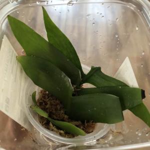 Trying my new propogation method in spgnum with one of the leafs. Curious how this will go!