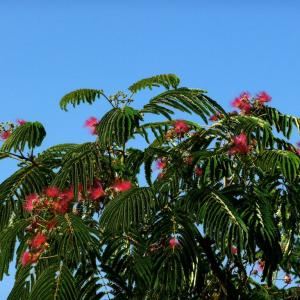 名称： #奥博拉合欢  
            英文名称：Albizia julibrissin 'Ombrella' 
别名：奥博拉合欢、奥博拉合欢
科：[1000000918:#豆科（含羞草科）]
属： #合欢属  
小型树冠开展成优雅的伞状；二回羽状复叶有羽片4～12对，栽培的有时达20对，线形至长圆形的小叶为10～30对。其夏季绽放的深粉红色花朵在绿色的叶丛间更加地鲜艳夺目，仿佛一团团俏皮可爱的火焰精灵正在树梢间追逐嬉戏。