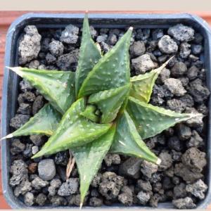 名称:  #琉璃姿  
英文名：Haworthia limifolia var. arcana 
科:  #百合科  
属:  #十二卷属  
种植难度:  #容易  
生长季:  #冬型种  
