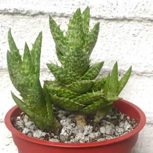 Tiger Tooth Aloe