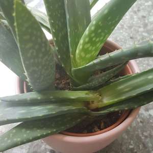 My aloe hasn't been well lately, after losing one last month, another one collapsed.