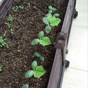 DUANG!我新添加了一棵“水果黄瓜”到我的“花园”，这是它的第一篇成长志,还请花友们多多关照噢！