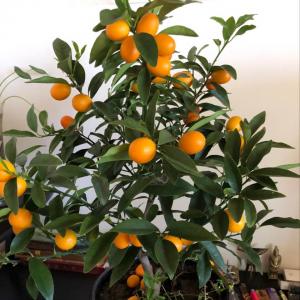 我新添加了一棵“金橘”到我的“花园”